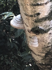Fomes fomentarius