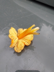 Hygrocybe conicoides