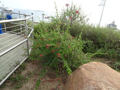 Gambelia