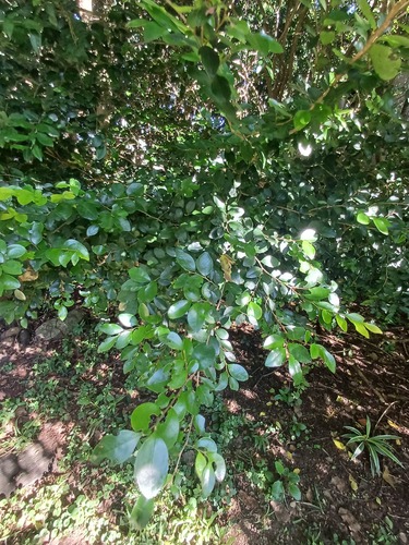 Diospyros natalensis, photograph 2