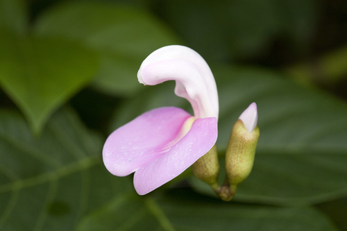 Canavalia cathartica