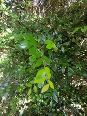 Diospyros natalensis, photograph (c) Margaret Burger, some rights reserved (CC BY-SA)