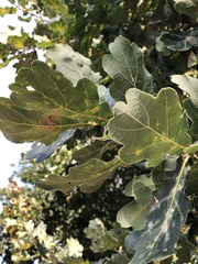 Quercus robur