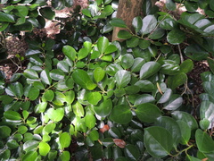 Gomphandra luzoniensis