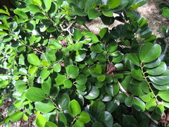 Gomphandra luzoniensis