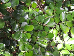 Gomphandra luzoniensis