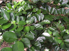 Gomphandra luzoniensis