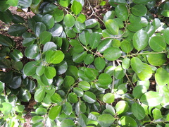 Gomphandra luzoniensis