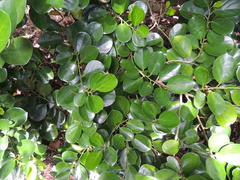 Gomphandra luzoniensis