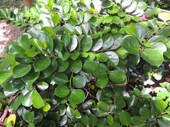 Gomphandra luzoniensis