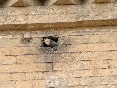 Red-billed Starling