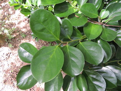 Gomphandra luzoniensis