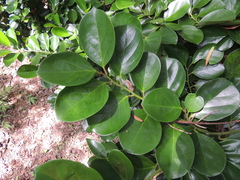 Gomphandra luzoniensis