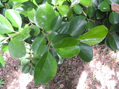 Gomphandra luzoniensis