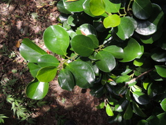 Gomphandra luzoniensis