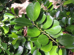 Gomphandra luzoniensis