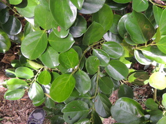 Gomphandra luzoniensis