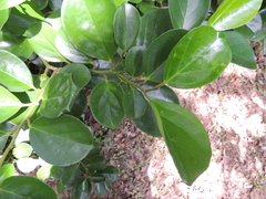 Gomphandra luzoniensis