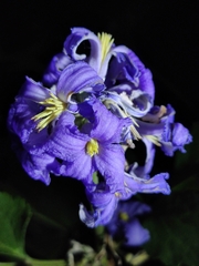 Clematis heracleifolia