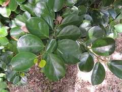 Gomphandra luzoniensis