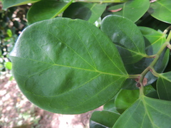 Gomphandra luzoniensis