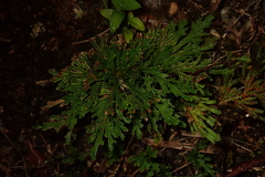 Selaginella tamariscina