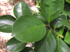 Gomphandra luzoniensis