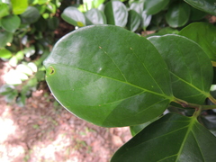 Gomphandra luzoniensis