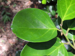 Gomphandra luzoniensis