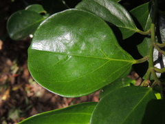 Gomphandra luzoniensis