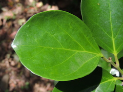 Gomphandra luzoniensis