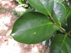 Gomphandra luzoniensis