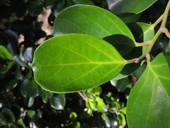 Gomphandra luzoniensis