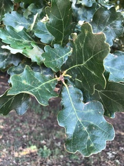 Quercus robur