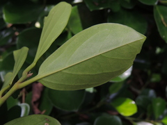 Gomphandra luzoniensis