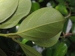 Gomphandra luzoniensis