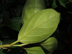 Gomphandra luzoniensis