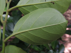 Gomphandra luzoniensis