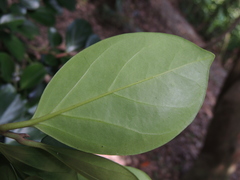 Gomphandra luzoniensis