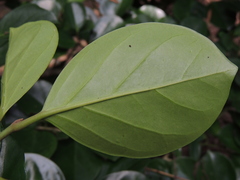 Gomphandra luzoniensis