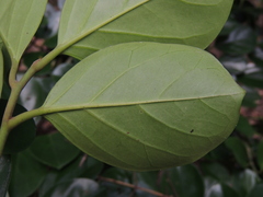 Gomphandra luzoniensis