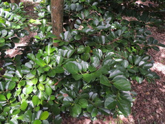 Gomphandra luzoniensis