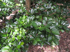 Gomphandra luzoniensis