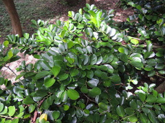 Gomphandra luzoniensis