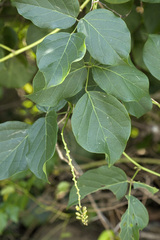 Sapotaceae