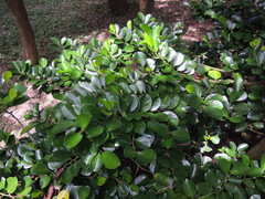 Gomphandra luzoniensis