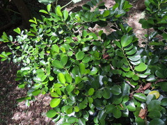 Gomphandra luzoniensis