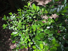 Gomphandra luzoniensis