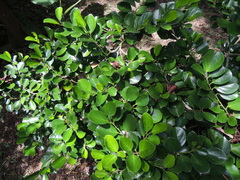 Gomphandra luzoniensis