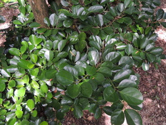 Gomphandra luzoniensis